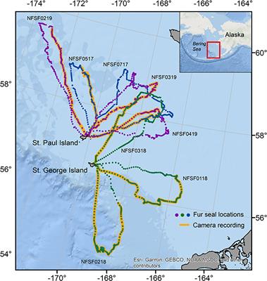 Animal-borne video cameras reveal differences in northern fur seal foraging behavior related to prey size selection